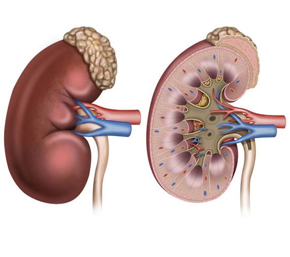 Πως Λειτουργεί ο Νεφρός